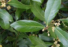 Defne Yaprağı Ne İşe Yarar?